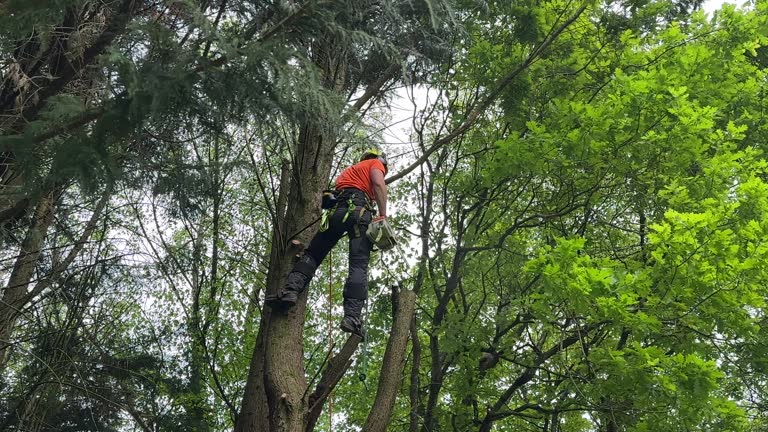 Best Emergency Tree Removal  in Pelion, SC